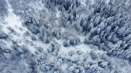 Fototapeta premium Snowed Forest Aerial View - Drone view of the Snowed Trees