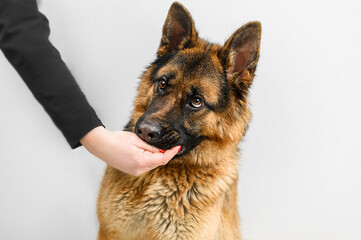 shepherd dog on a neutral background