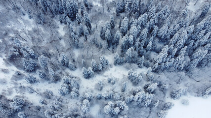 Snowed Forest Aerial View - Drone view of the Snowed Trees