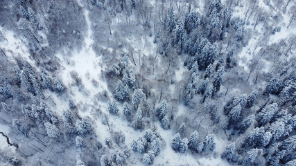 Snowed Forest Aerial View - Drone view of the Snowed Trees