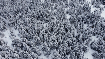 Snowed Forest Aerial View - Drone view of the Snowed Trees