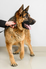 shepherd dog on a neutral background