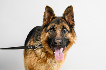 shepherd dog on a neutral background