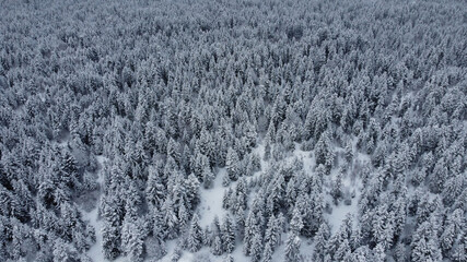 Snowed Forest Aerial View - Drone view of the Snowed Trees