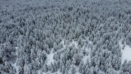 Snowed Forest Aerial View - Drone view of the Snowed Trees