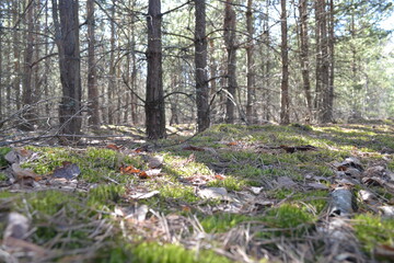 forest, tree, nature, trees, landscape, woods, autumn, wood, green, pine, path, park, woodland, leaves, fall, leaf, foliage, outdoors, sun, season, grass, moss, spring, trunk, summer