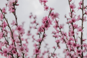 Peach tree blossoms