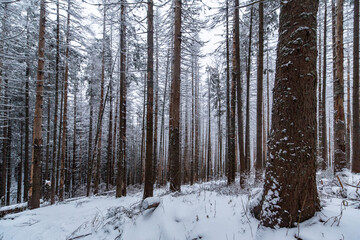Winter forest