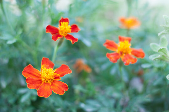 Little orange flowers of signet marigold,Tagetes tenuifolia, blooming in the garden