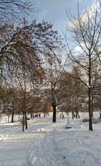 Trees and people in the city park in winter in frosty weather