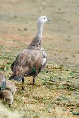 Male of Upland Goose (Chloephaga picta) with goslings in Ushuaia area, Land of Fire (Tierra del Fuego), Argentina