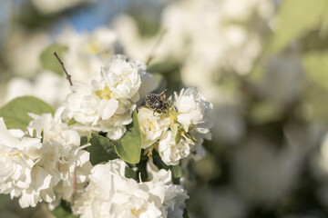 Black beetle with white spots on a bush with white flowers