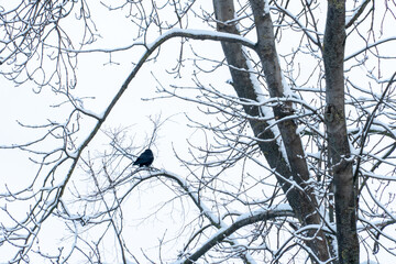 Winter landscape. A crow is sitting on a branch. The branches of the tree are covered with snow. Extinction of birds in severe frosts due to lack of food.