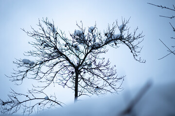 jabłuszka 3 © Natalia