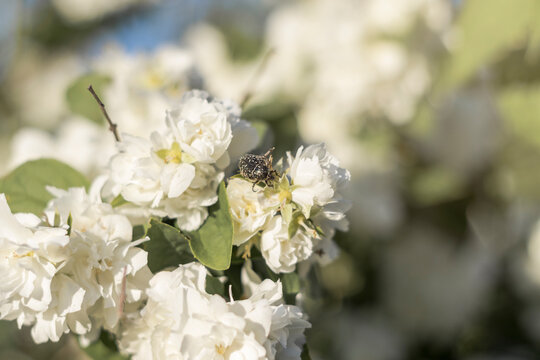 Black beetle with white spots on a bush with white flowers © elvira