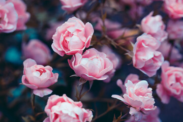 Obraz premium Cream colored rose close-up. Flowers in the garden. Beautiful flower blossoms. Decorative rose bush. Cream colored tender background. Festive delicate soft floral wallpaper