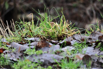 Grasbüschel mit feuchten Blättern am Wegesrand
