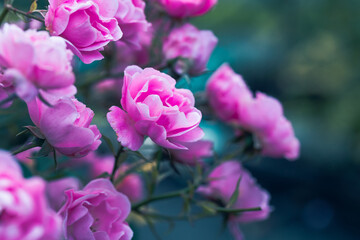 Pink roses on blue background. Soft natural backdrop. Pink petals. Beautiful flower blossoms. Decorative rose bush. Festive delicate floral wallpaper