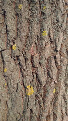 Tree bark texture with mold and moss