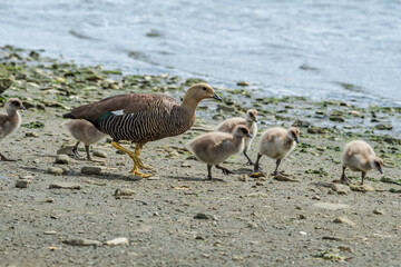 Female of Upland Goose (Chloephaga picta) with goslings in Ushuaia area, Land of Fire (Tierra del Fuego), Argentina