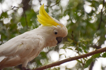 Australian sulphur crested cockatoo portrait	