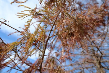 Autumn tree