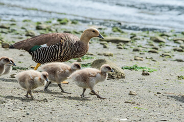 Female of Upland Goose (Chloephaga picta) with goslings in Ushuaia area, Land of Fire (Tierra del Fuego), Argentina
