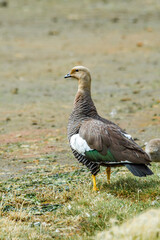 Female of Upland Goose (Chloephaga picta) with gosling in Ushuaia area, Land of Fire (Tierra del Fuego), Argentina