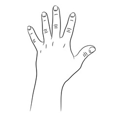 Hand with five fingers raised up sketch draw from the contour black brush lines different thickness on white background. Vector illustration.