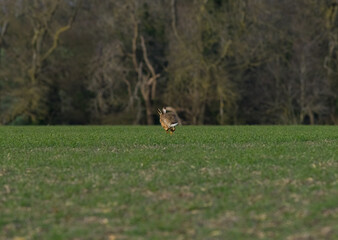 hare running away in field