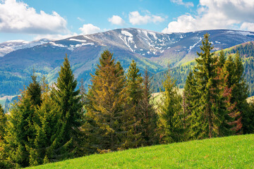 mountain landscape in springtime on a sunny day. trees on the grassy meadow. fluffy clouds above the distant ridge. beautiful scenery of carpathian borzhava ridge