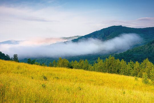 grassy meadow in mountains. fog rolling through the valley above the distant forest. beautiful rural landscape on the summer morning. sunny weather with blue sky