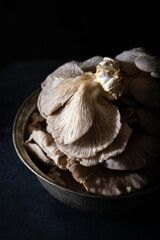 Oyster mushrooms in an old pot on dark background. Close-up.