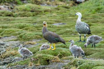 Family of Upland Geese (Chloephaga picta) on lake in Ushuaia area, Land of Fire (Tierra del Fuego), Argentina