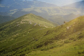 Fototapeta premium Carpathians mountain range at summer morning. Beauty of wild virgin Ukrainian nature. Peacefulness.