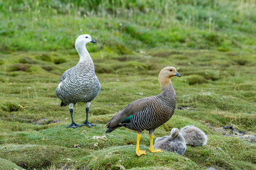 Family of Upland Geese (Chloephaga picta) on lake in Ushuaia area, Land of Fire (Tierra del Fuego), Argentina