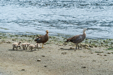 Family of Upland Geese (Chloephaga picta) on lake in Ushuaia area, Land of Fire (Tierra del Fuego), Argentina