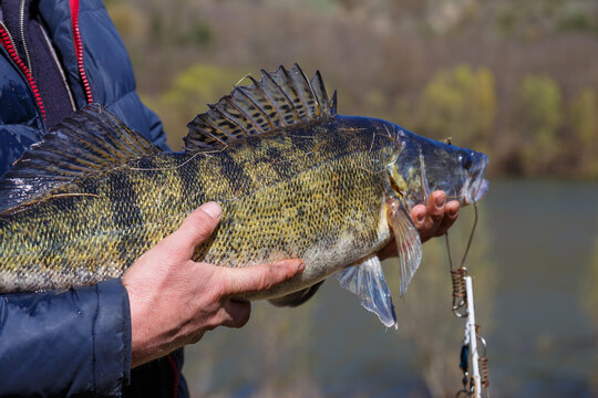 Happy angler with zander fishing trophy.Caught zander in hands of a fisherman