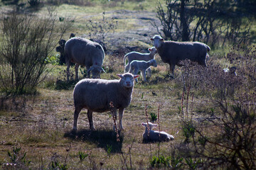 Little sheep grazing in the field