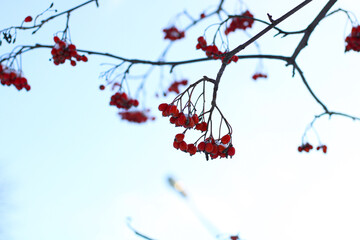 branch of cherry blossom