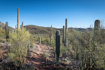 Colossal Cave Mountain Park
