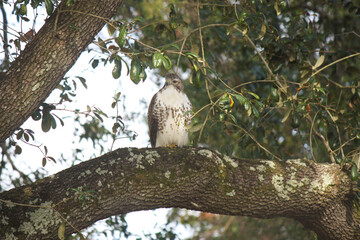 Hawk on the prowl in tall oak tree