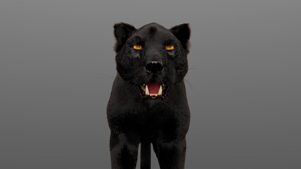 Powerful Black Panther with gold color eyes on a gray back ground 
