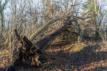 Fallen weathered tree trunk in a forest
