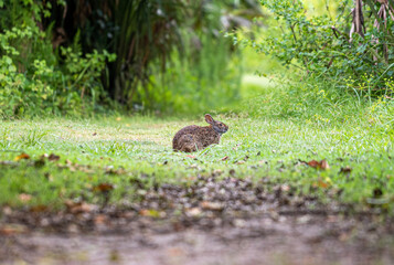 hare in the grass