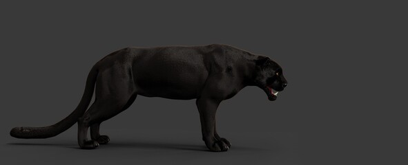 Powerful Black Panther with gold color eyes on a gray back ground 