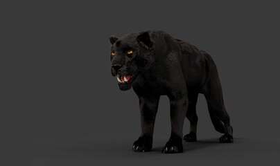 Obraz premium Powerful Black Panther with gold color eyes on a gray back ground 