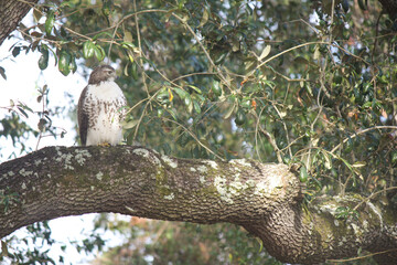 Hawk on the prowl in tall oak tree