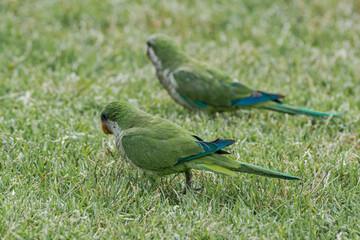 Monk Parakeets (Myiopsitta monachus) in park, Montevideo, Uruguay