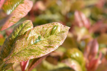 Photinia Pink Crispy